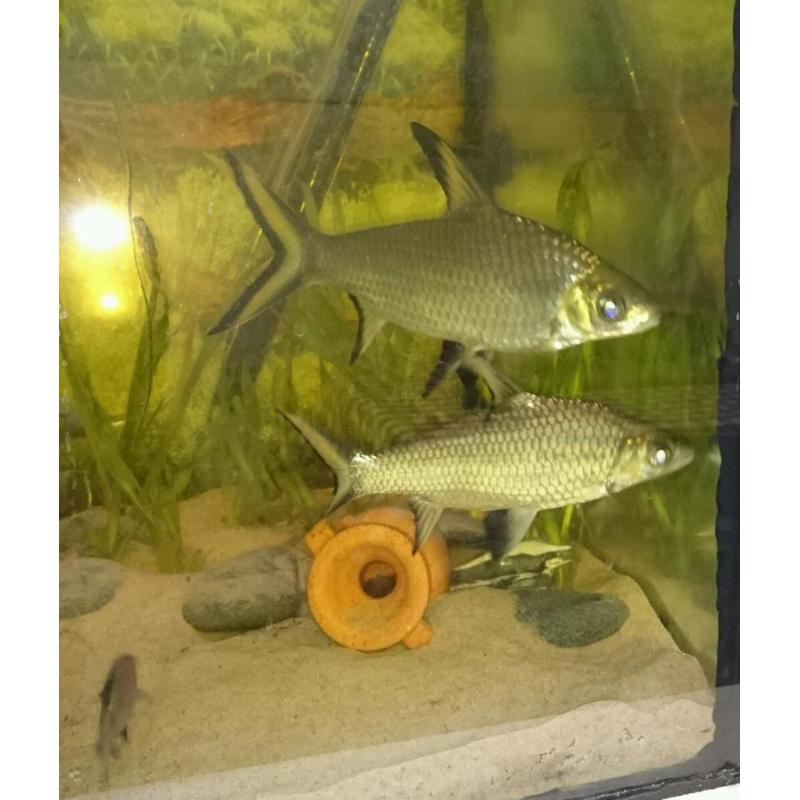 Four silver Bala shark's