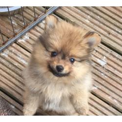 2 Gorgeous Girl Pomeranian Puppies