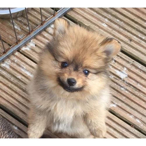 2 Gorgeous Girl Pomeranian Puppies