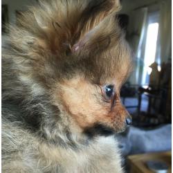 2 Gorgeous Girl Pomeranian Puppies