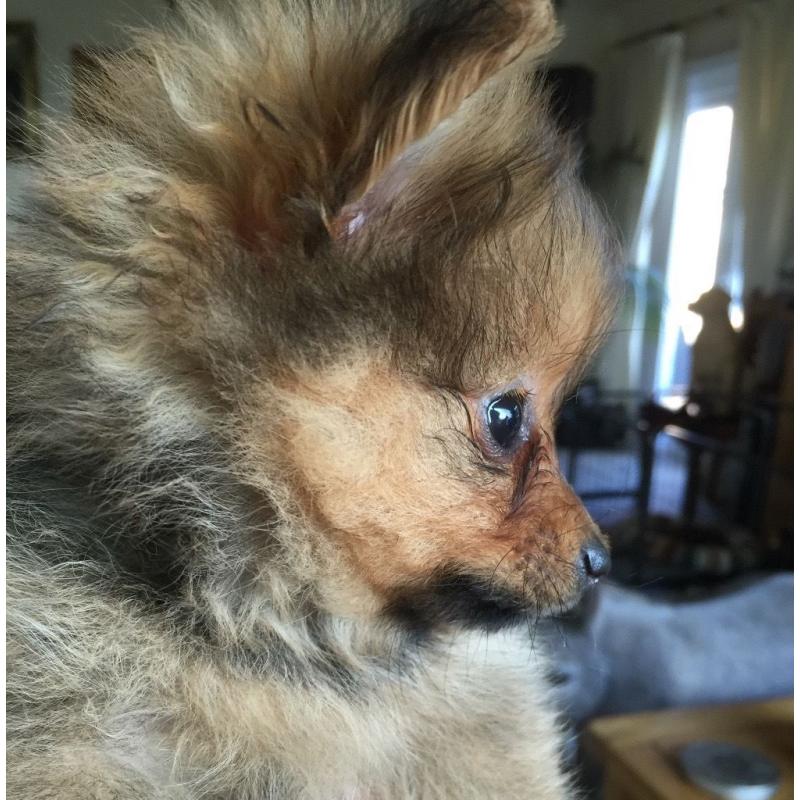 2 Gorgeous Girl Pomeranian Puppies