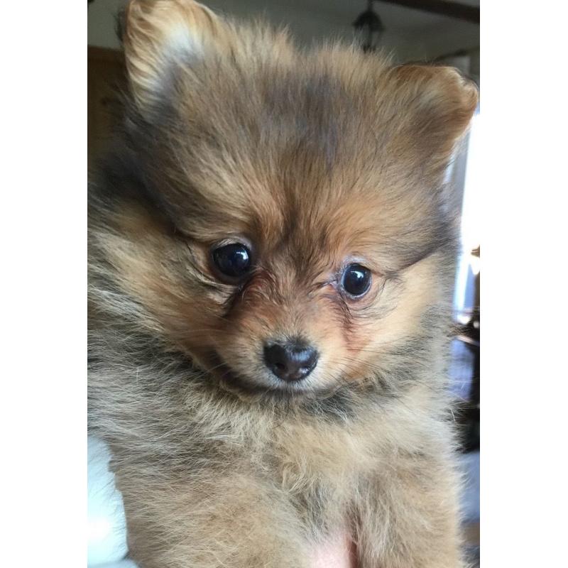 2 Gorgeous Girl Pomeranian Puppies