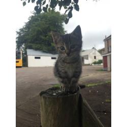 5 lovely kittens