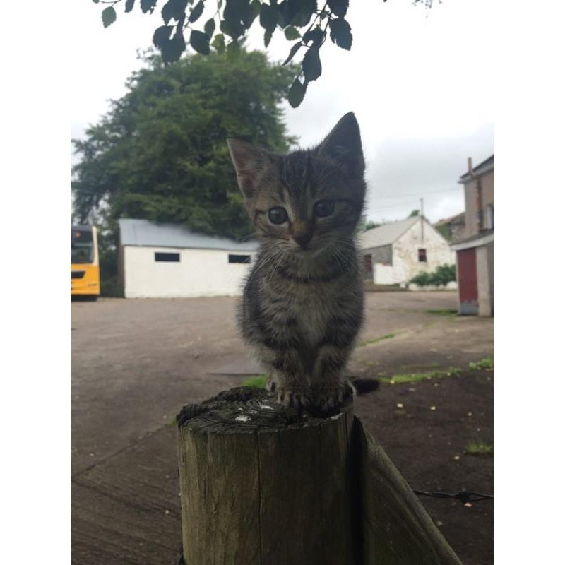 5 lovely kittens