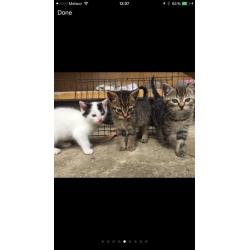 5 lovely kittens