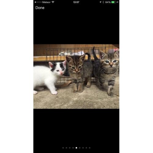 5 lovely kittens
