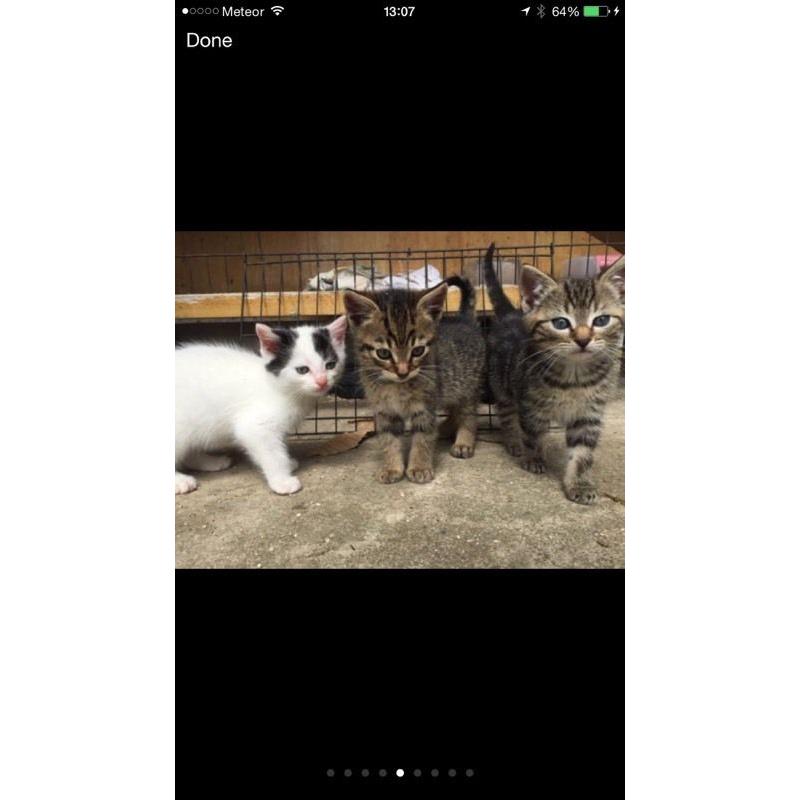 5 lovely kittens