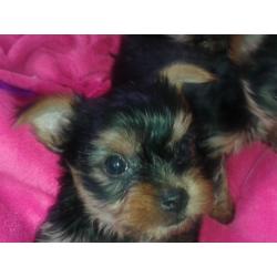 tea cup yorkshire terriers four puppies 3boys 1girl $450 for girl $400 boys ready to go
