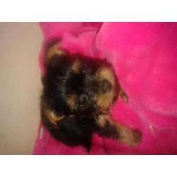 tea cup yorkshire terriers four puppies 3boys 1girl $450 for girl $400 boys ready to go