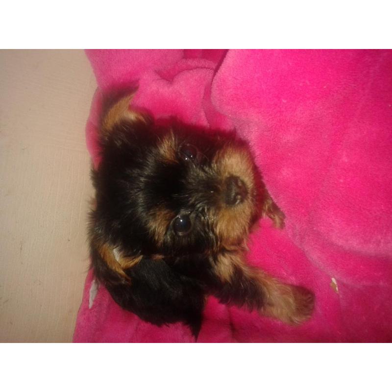 tea cup yorkshire terriers four puppies 3boys 1girl $450 for girl $400 boys ready to go