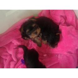 tea cup yorkshire terriers four puppies 3boys 1girl $450 for girl $400 boys ready to go