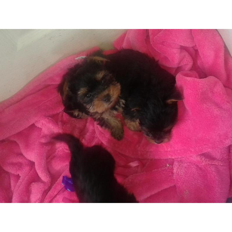 tea cup yorkshire terriers four puppies 3boys 1girl $450 for girl $400 boys ready to go