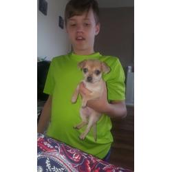Female chihuahua