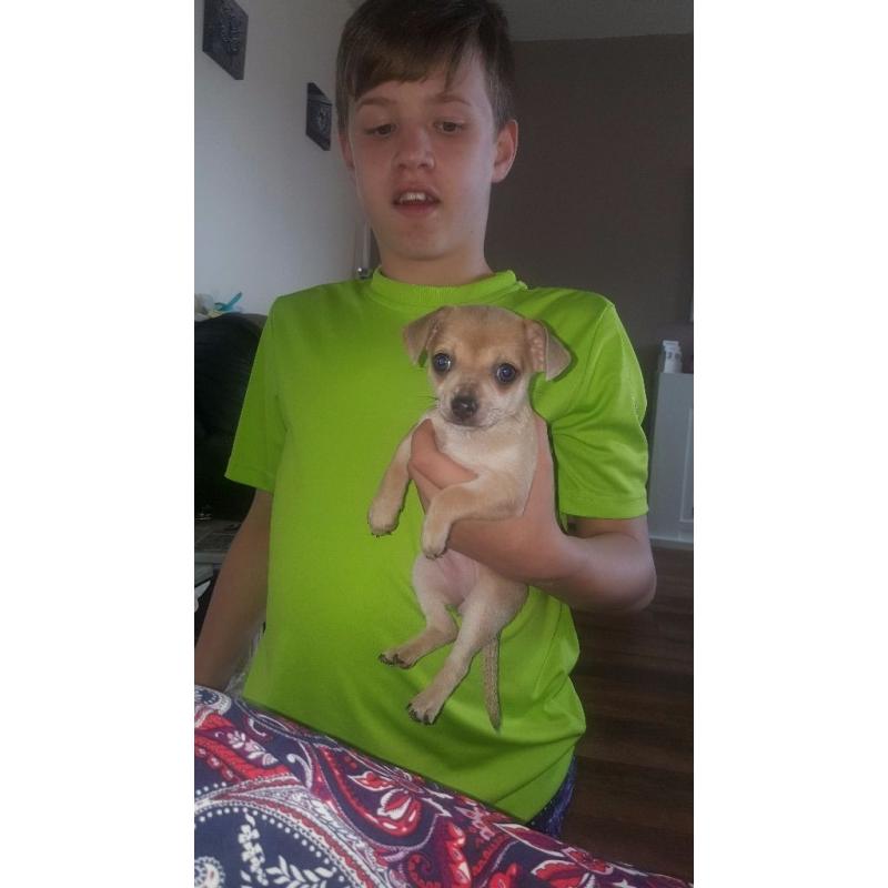 Female chihuahua