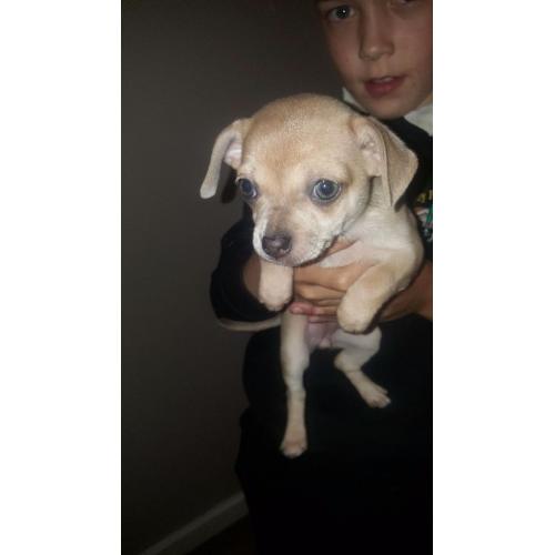 Female chihuahua