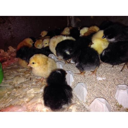 Hybrid Chicks