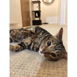 Bengal cat