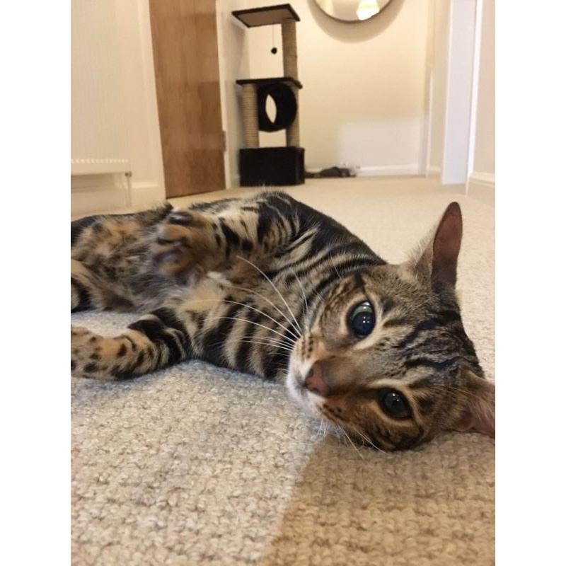 Bengal cat