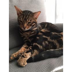 Bengal cat