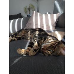 Bengal cat