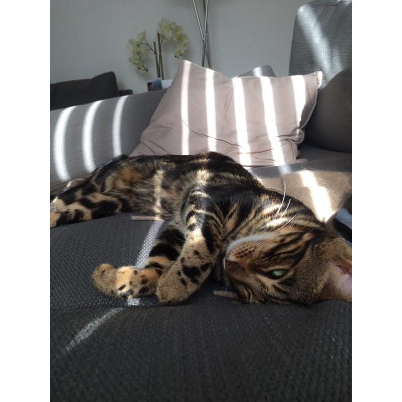 Bengal cat