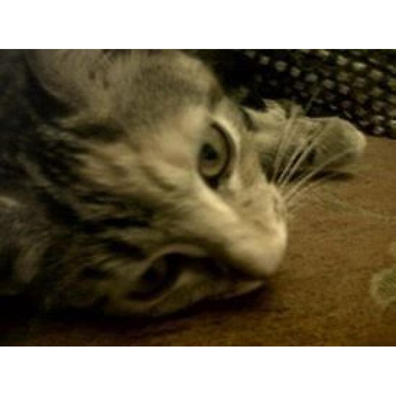 4 year old Female Tabby cat free to a good home.