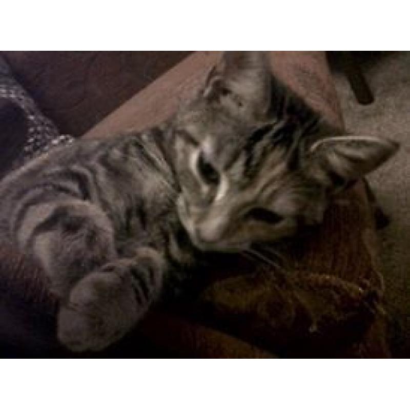 4 year old Female Tabby cat free to a good home.