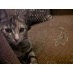 4 year old Female Tabby cat free to a good home.