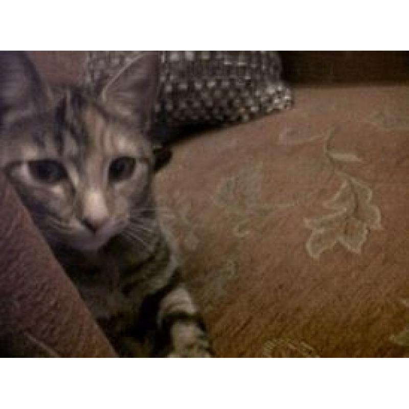 4 year old Female Tabby cat free to a good home.