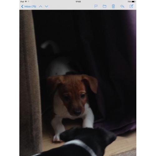 Mini jack Russell