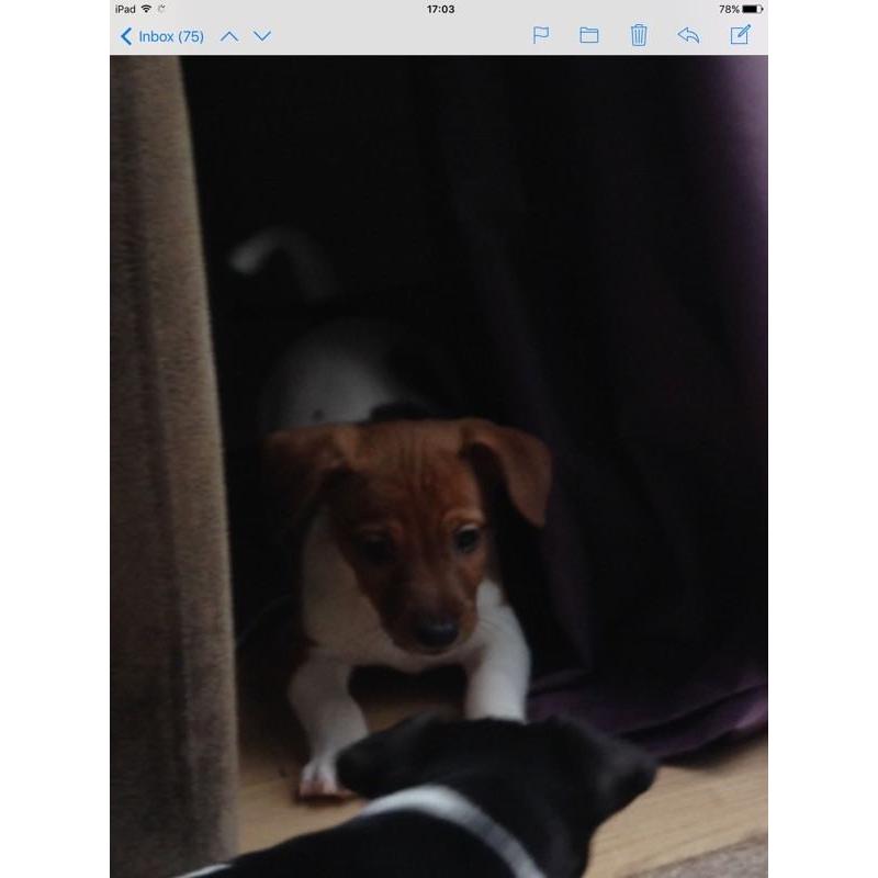 Mini jack Russell