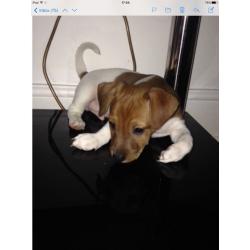 Mini jack Russell