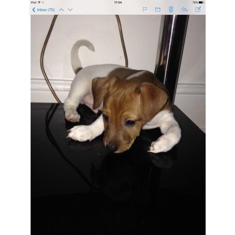 Mini jack Russell