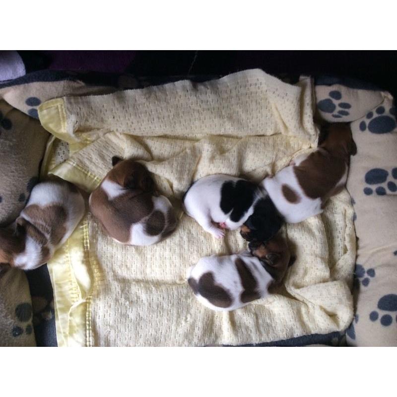 Mini jack Russell