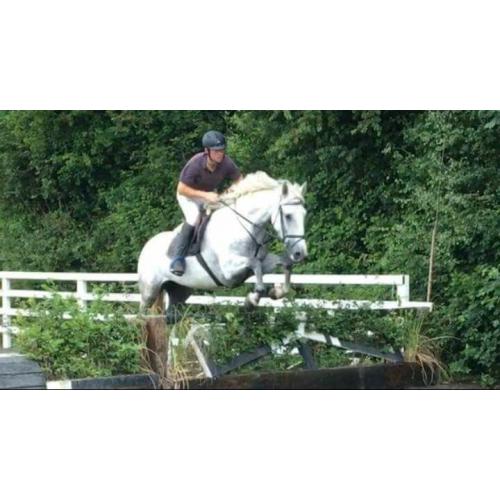 16h 11yo class 1 reg Irish Draught mare fantastic allrounder