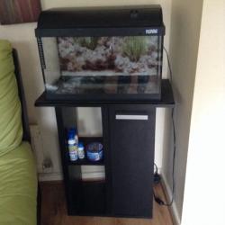 Tropical fish set