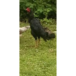 jap sharma cockerel 18 month old