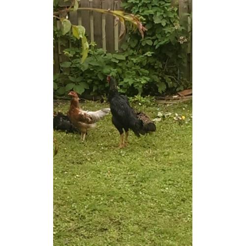 jap sharma cockerel 18 month old