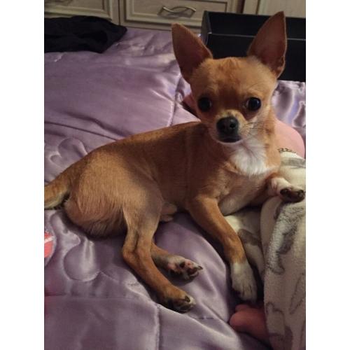 Tea cup Chihuaha