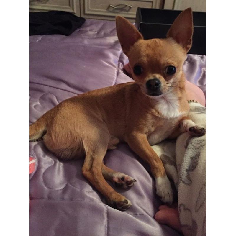 Tea cup Chihuaha