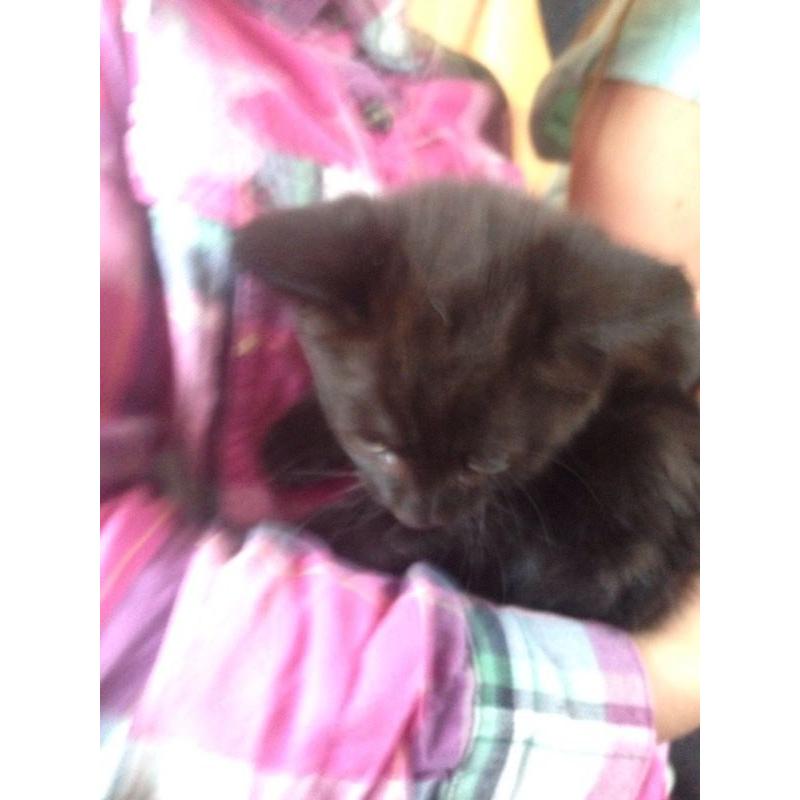 Black male kitten