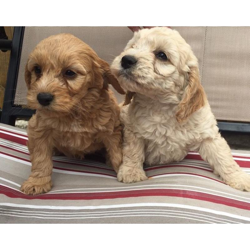 Stunning Cockapoo puppies