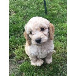Stunning Cockapoo puppies