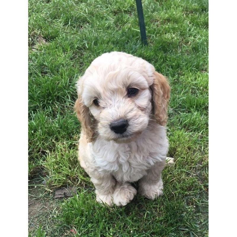 Stunning Cockapoo puppies