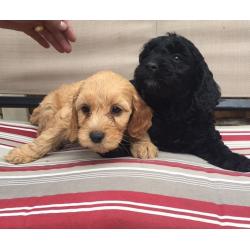 Stunning Cockapoo puppies
