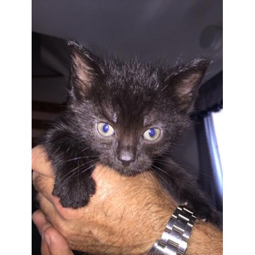 Black kittens