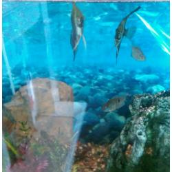 Tropical fish