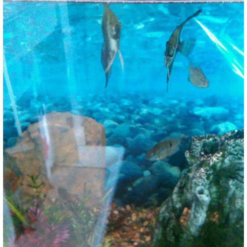 Tropical fish