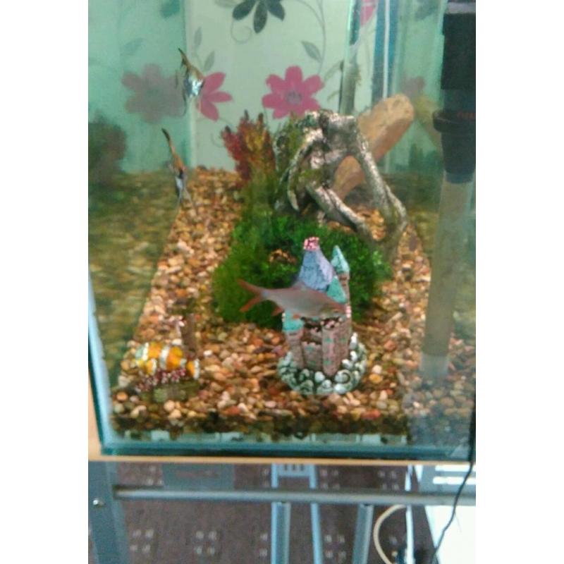 Tropical fish