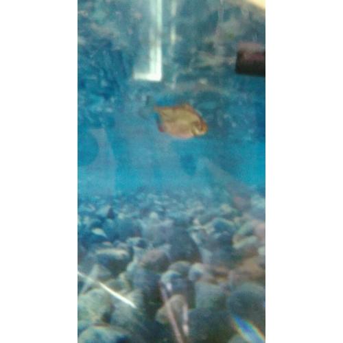 Tropical fish